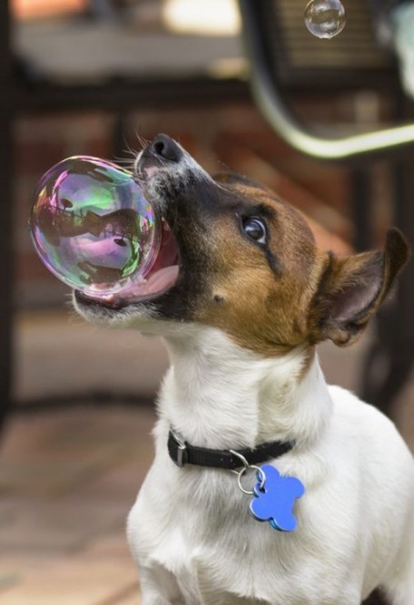 Куче с балон в устата